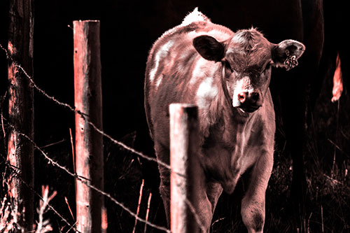 Curious Cow Calf Making Eye Contact (Red Tone Photo)