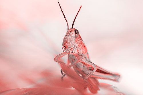 Curious Crouching Grasshopper Perched Atop Leaf Petal (Red Tone)