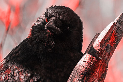 Curious Head Tilting Crow Perched Among Tree Branch (Red Tone)