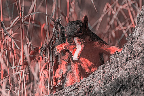 Curious Pizza Crust Squirrel (Red Tone Photo)