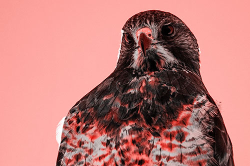 Curious Rough Legged Hawk Eying Intruder Below (Red Tone)