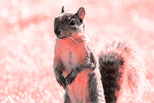 Curious Squirrel Standing On Hind Legs (Red Tone Photo)