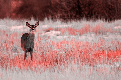 Curious White Tailed Deer Watching Among Snowy Field (Red Tone Photo)