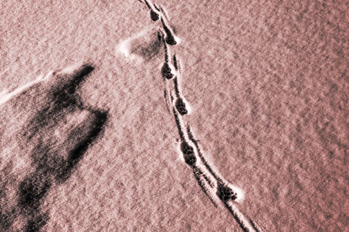 Curving Animal Footprint Trail Dragging Along Snow (Red Tone Photo)