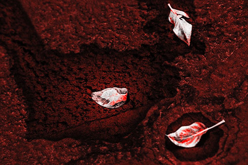 Damp Leaf Face Rests Atop Wet Desiccating Pavement (Red Tone)