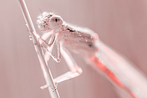 Damselfly Clamping Onto Grass Blade (Red Tone)