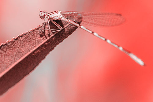 Damselfly Clamping Onto Leaf Petal Edge (Red Tone)
