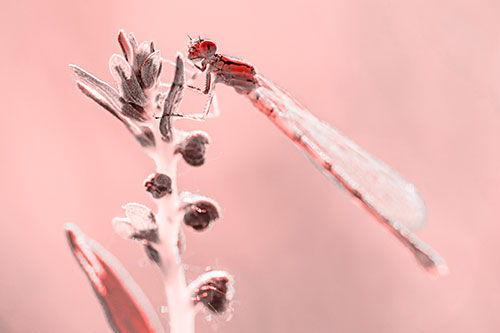 Damselfly Clings Ahold Plant Top (Red Tone)