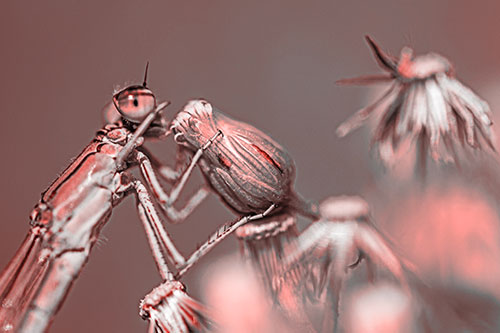 Damselfly Rubbing Eye Among Horseweeds (Red Tone)
