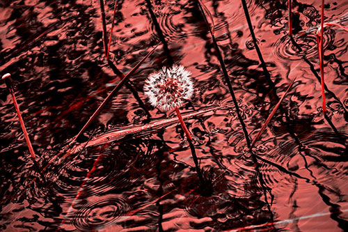 Dandelion Standing Tall During Flash Flood (Red Tone Photo)