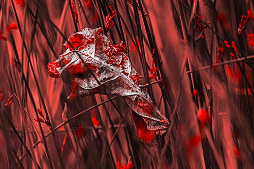 Dead Decayed Leaf Rots Among Reed Grass (Red Tone Photo)
