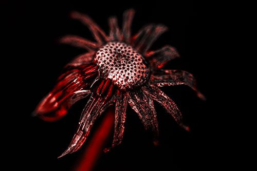 Dead Dewy Rotting Salsify Flower (Red Tone Photo)