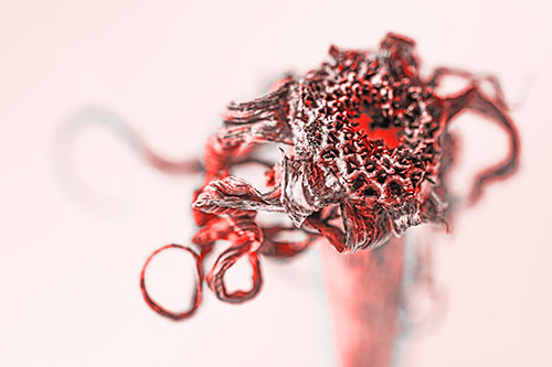 Dead Dry Gumplant Shriveling Among Cold (Red Tone)