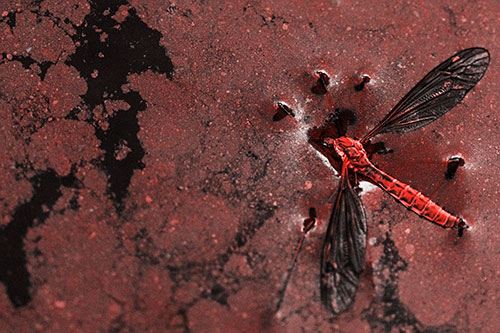 Dead Floating Crane Fly Partly Submerged Among Oily Water (Red Tone)