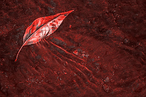 Dead Floating Leaf Creates Shallow Water Ripples (Red Tone Photo)