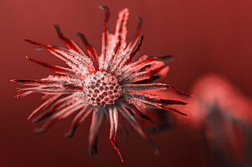 Dead Frozen Ice Covered Aster Flower (Red Tone Photo)