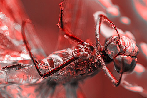 Dead Grotesque Dragonfly Peeling Eye Apart (Red Tone)