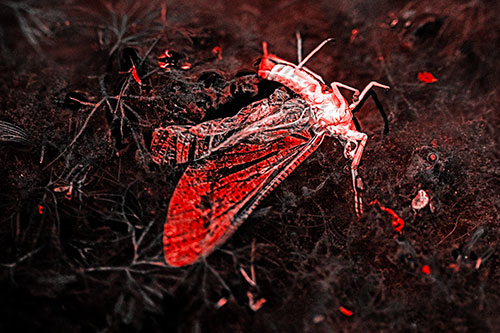 Dead Mayfly Rests Among Shallow Shore (Red Tone)