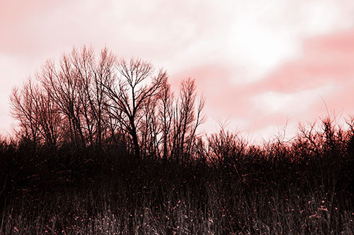Dead Winter Tree Clusters Among Tall Grass (Red Tone Photo)