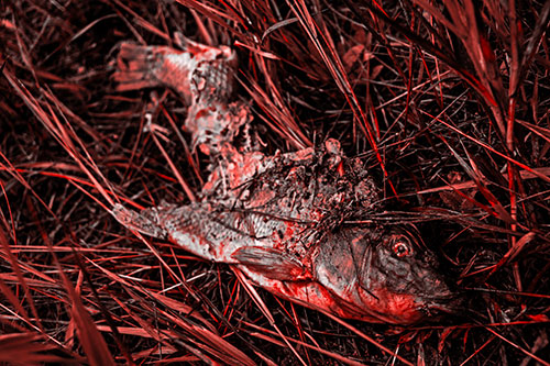 Decaying Salmon Fish Rotting Among Grass (Red Tone)