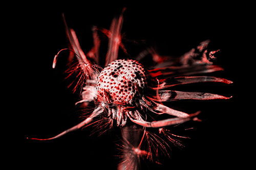 Decaying Seed Toothed Dandelion Creature (Red Tone)