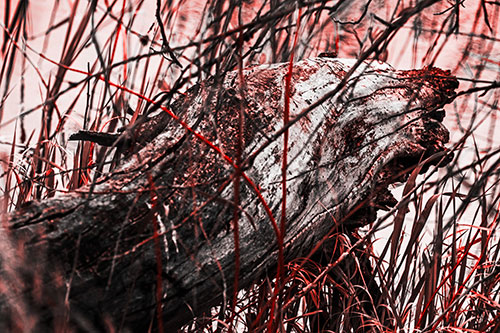 Decaying Serpent Tree Log Creature (Red Tone Photo)