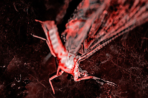 Deceased Mayfly Floating Atop Shallow River Shore (Red Tone)