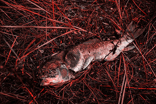 Deceased Salmon Fish Rotting Among Grass (Red Tone Photo)
