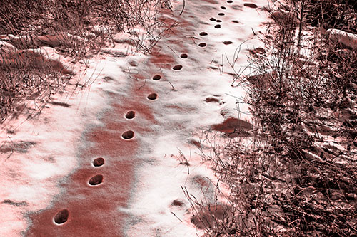 Deep Snow Animal Footprint Markings (Red Tone Photo)