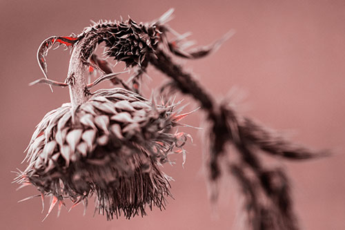Depressed Slouching Thistle Dying From Thirst (Red Tone Photo)