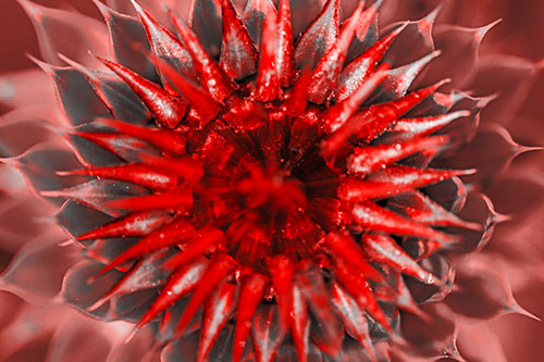 Dew Drops Cover Blooming Thistle Head (Red Tone Photo)