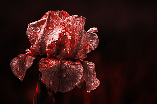 Dew Face Appears Among Wet Iris Flower (Red Tone Photo)