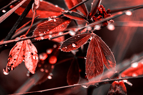 Dew Water Droplets Clutching Onto Leaves (Red Tone Photo)