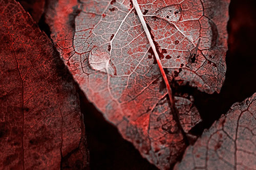 Dewy Eyed Leaf Face Cringing Towards Bug (Red Tone)