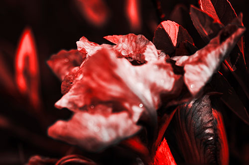 Dewy Iris Flower Creature Face (Red Tone Photo)