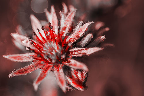 Dewy Spiked Sempervivum Flower (Red Tone Photo)