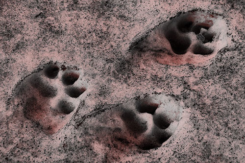 Dirty Dog Footprints In Snow (Red Tone Photo)