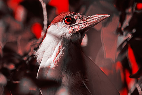 Dirty Faced Black Crowned Night Heron (Red Tone Photo)