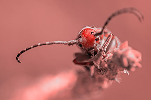 Dirty Milkweed Beetle Climbs Plant Top (Red Tone)
