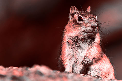 Dirty Nosed Squirrel Atop Rock (Red Tone Photo)