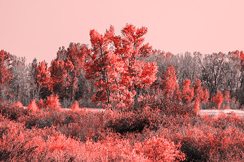 Distant Autumn Trees Changing Color Among Horizon (Red Tone Photo)
