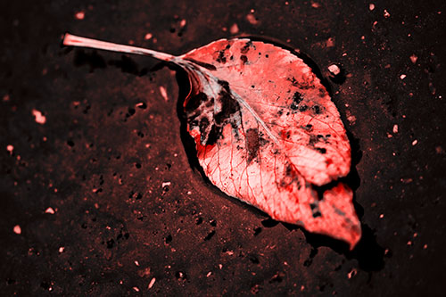 Distressed Rotting Leaf Face Among Wet Pavement (Red Tone)