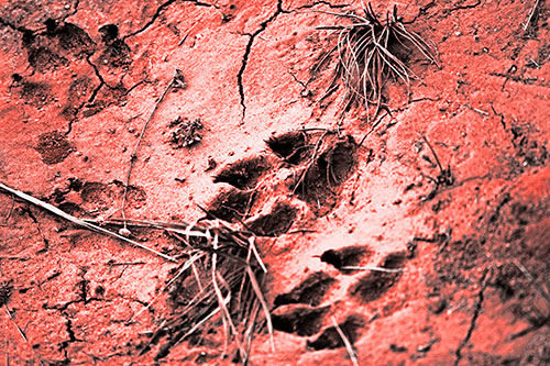 Dog Footprints On Dry Cracked Mud (Red Tone Photo)