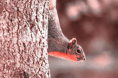 Downward Squirrel Yoga Tree Trunk (Red Tone Photo)