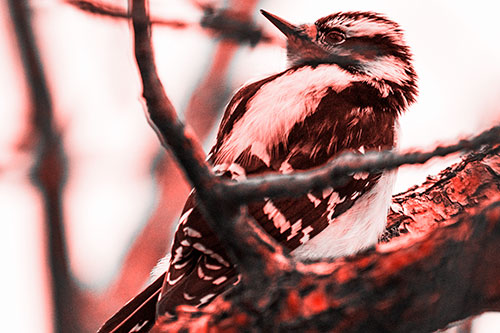 Downy Woodpecker Twists Head Backwards Atop Branch (Red Tone Photo)