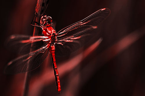 Dragonfly Grabs Ahold Grass Blade (Red Tone)