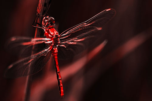 Dragonfly Grabs Ahold Grass Blade (Red Tone Photo)