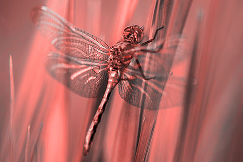 Dragonfly Grabs Grass Blade Batch (Red Tone Photo)