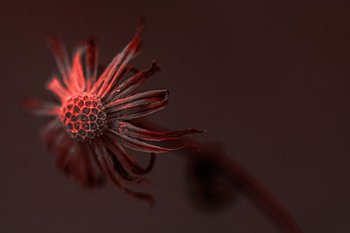 Dried Curling Snowflake Aster Among Darkness (Red Tone Photo)