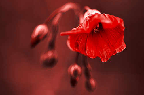 Droopy Flax Flower During Rainstorm (Red Tone Photo)